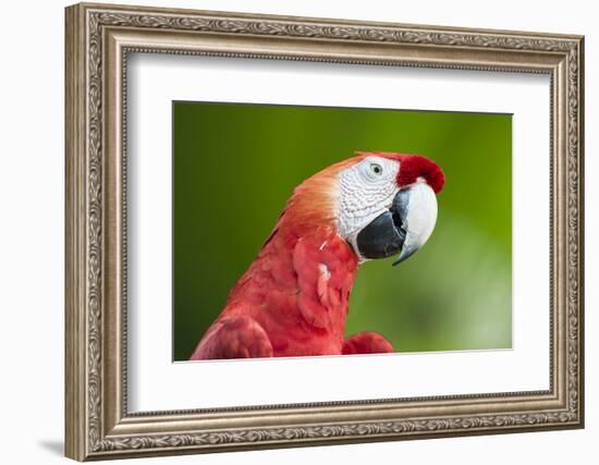 Scarlet Macaw (Ara Macao), Amazon, Brazil, South America-G&M Therin-Weise-Framed Photographic Print