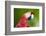 Scarlet Macaw (Ara Macao), Amazon, Brazil, South America-G&M Therin-Weise-Framed Photographic Print