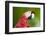 Scarlet Macaw (Ara Macao), Amazon, Brazil, South America-G&M Therin-Weise-Framed Photographic Print