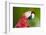 Scarlet Macaw (Ara Macao), Amazon, Brazil, South America-G&M Therin-Weise-Framed Photographic Print