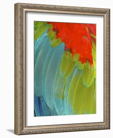 Scarlet Macaw (Ara Macao), Argentina-Andres Morya Hinojosa-Framed Photographic Print