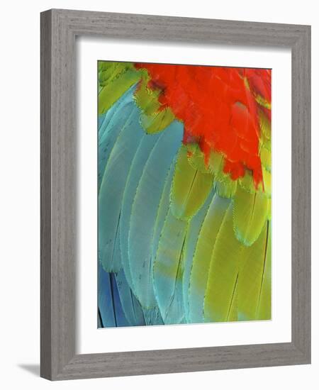 Scarlet Macaw (Ara Macao), Argentina-Andres Morya Hinojosa-Framed Photographic Print