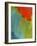 Scarlet Macaw (Ara Macao), Argentina-Andres Morya Hinojosa-Framed Photographic Print