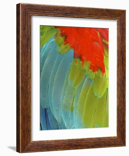 Scarlet Macaw (Ara Macao), Argentina-Andres Morya Hinojosa-Framed Photographic Print