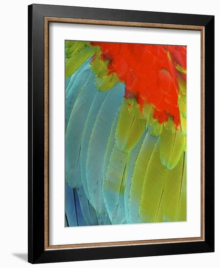 Scarlet Macaw (Ara Macao), Argentina-Andres Morya Hinojosa-Framed Photographic Print