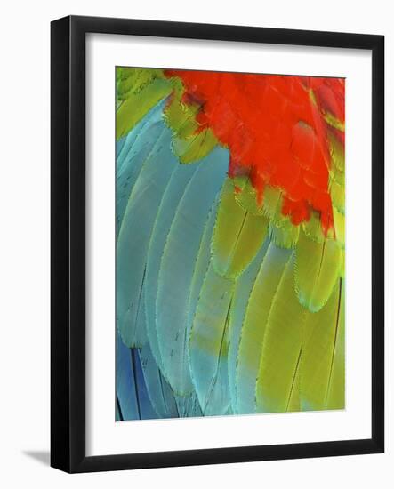 Scarlet Macaw (Ara Macao), Argentina-Andres Morya Hinojosa-Framed Photographic Print