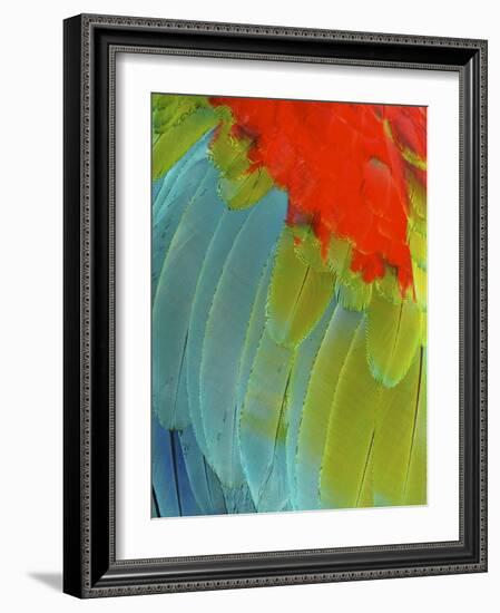 Scarlet Macaw (Ara Macao), Argentina-Andres Morya Hinojosa-Framed Photographic Print