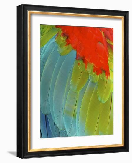 Scarlet Macaw (Ara Macao), Argentina-Andres Morya Hinojosa-Framed Photographic Print