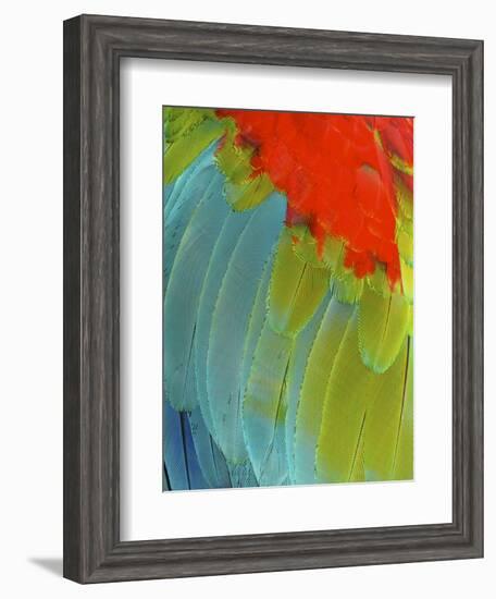 Scarlet Macaw (Ara Macao), Argentina-Andres Morya Hinojosa-Framed Photographic Print