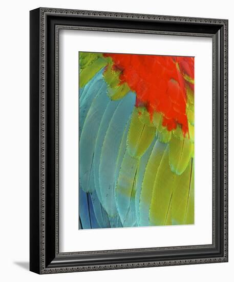 Scarlet Macaw (Ara Macao), Argentina-Andres Morya Hinojosa-Framed Photographic Print