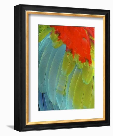 Scarlet Macaw (Ara Macao), Argentina-Andres Morya Hinojosa-Framed Photographic Print