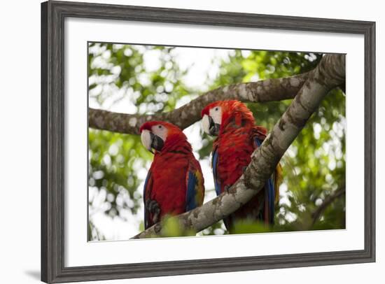 Scarlet Macaw (Ara Macao) Wild, Chiapas State, Mexico-Michel Benoy Westmorland-Framed Photographic Print