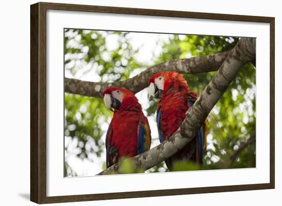 Scarlet Macaw (Ara Macao) Wild, Chiapas State, Mexico-Michel Benoy Westmorland-Framed Photographic Print