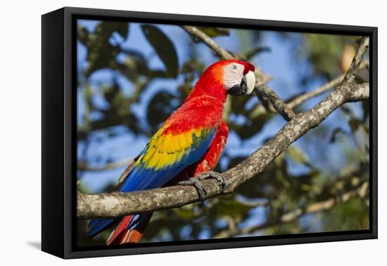 Scarlet Macaw, Costa Rica-null-Framed Premier Image Canvas