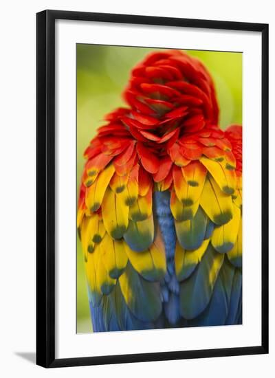 Scarlet Macaw, Costa Rica-null-Framed Photographic Print