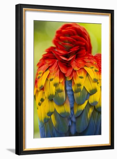 Scarlet Macaw, Costa Rica-null-Framed Photographic Print