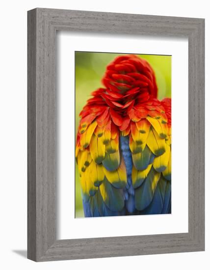 Scarlet Macaw, Costa Rica-null-Framed Photographic Print