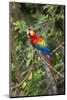 Scarlet Macaw, Costa Rica-null-Mounted Photographic Print