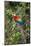 Scarlet Macaw, Costa Rica-null-Mounted Photographic Print