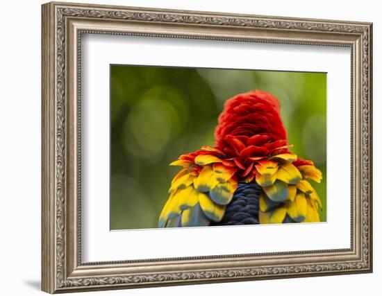 Scarlet Macaw, Costa Rica-null-Framed Photographic Print