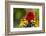 Scarlet Macaw, Costa Rica-null-Framed Photographic Print