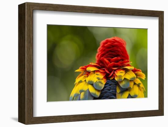 Scarlet Macaw, Costa Rica-null-Framed Photographic Print