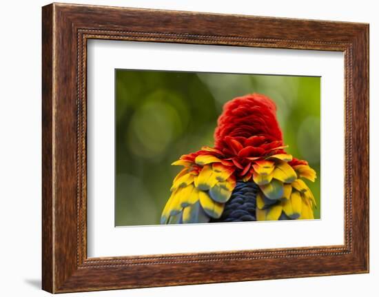 Scarlet Macaw, Costa Rica-null-Framed Photographic Print