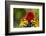 Scarlet Macaw, Costa Rica-null-Framed Photographic Print