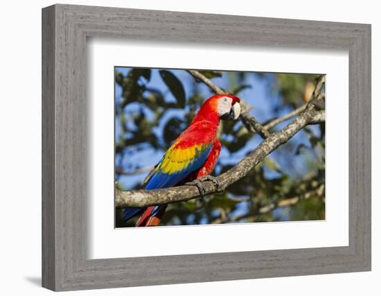 Scarlet Macaw, Costa Rica-null-Framed Photographic Print