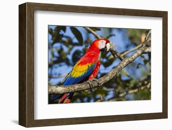 Scarlet Macaw, Costa Rica-null-Framed Photographic Print