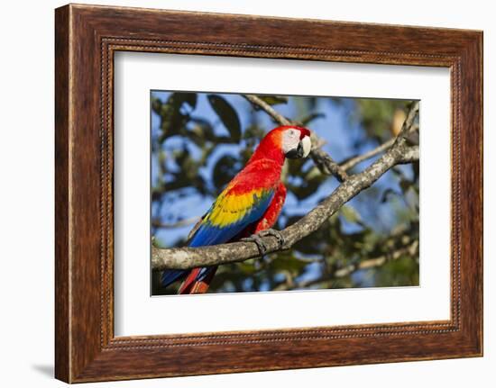 Scarlet Macaw, Costa Rica-null-Framed Photographic Print