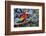 Scarlet Macaw, Costa Rica-null-Framed Photographic Print