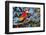 Scarlet Macaw, Costa Rica-null-Framed Photographic Print