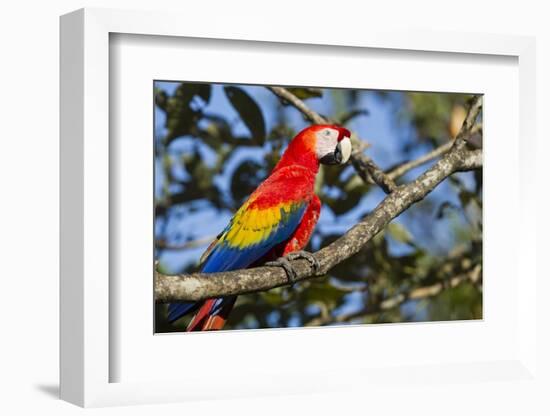 Scarlet Macaw, Costa Rica-null-Framed Photographic Print