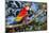 Scarlet Macaw, Costa Rica-null-Mounted Photographic Print