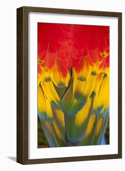 Scarlet Macaw, Costa Rica-null-Framed Photographic Print