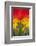 Scarlet Macaw, Costa Rica-null-Framed Photographic Print