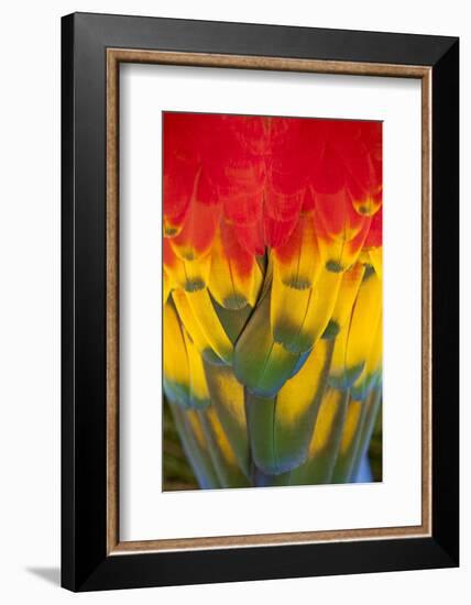 Scarlet Macaw, Costa Rica-null-Framed Photographic Print