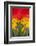 Scarlet Macaw, Costa Rica-null-Framed Photographic Print