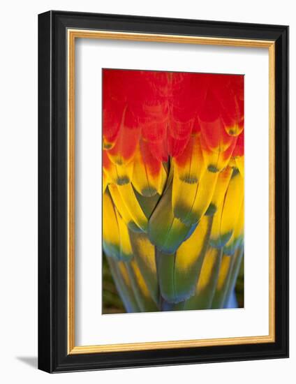 Scarlet Macaw, Costa Rica-null-Framed Photographic Print