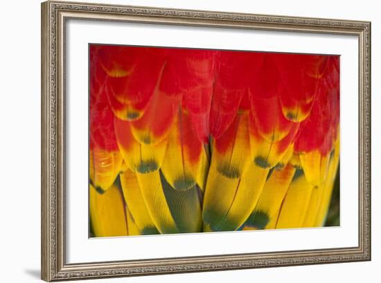 Scarlet Macaw, Costa Rica-null-Framed Photographic Print