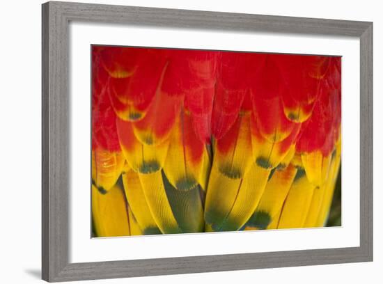 Scarlet Macaw, Costa Rica-null-Framed Photographic Print