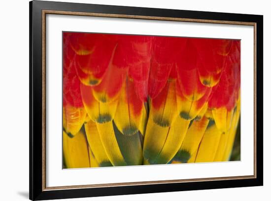 Scarlet Macaw, Costa Rica-null-Framed Photographic Print