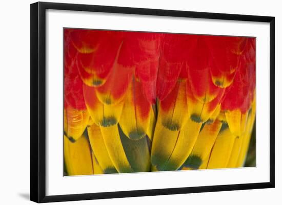 Scarlet Macaw, Costa Rica-null-Framed Photographic Print