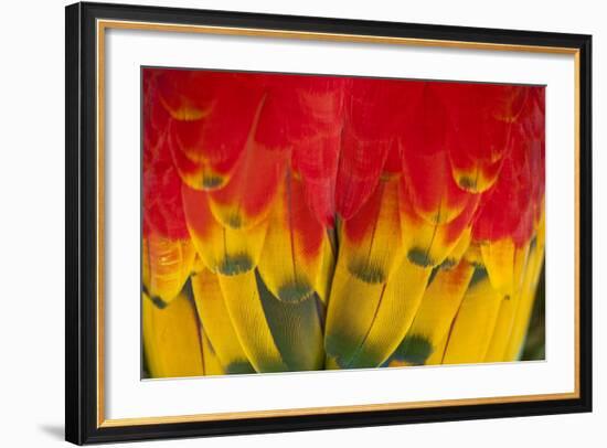 Scarlet Macaw, Costa Rica-null-Framed Photographic Print