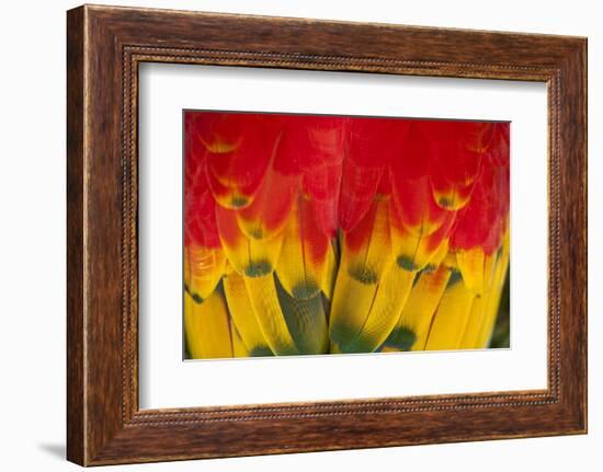 Scarlet Macaw, Costa Rica-null-Framed Photographic Print