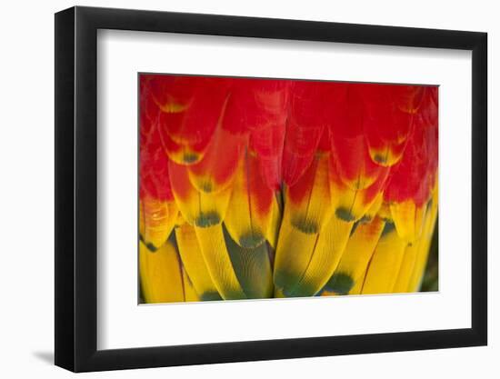 Scarlet Macaw, Costa Rica-null-Framed Photographic Print