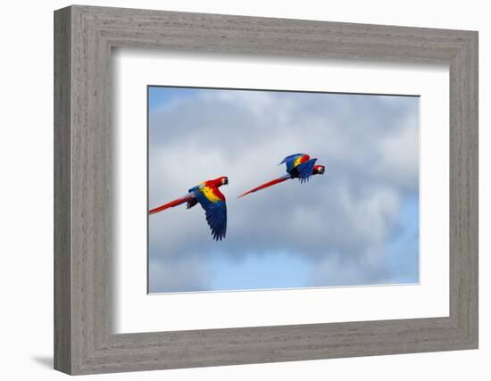 Scarlet Macaw, Costa Rica-null-Framed Photographic Print