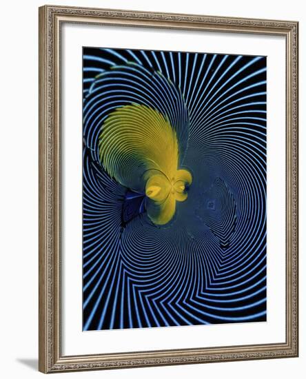 Scarlet Macaw Feather Pattern-Adam Jones-Framed Photographic Print