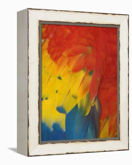 Scarlet Macaw Feathers-Bob Krist-Framed Premier Image Canvas